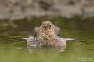 xxx vogelhut Erwin (...